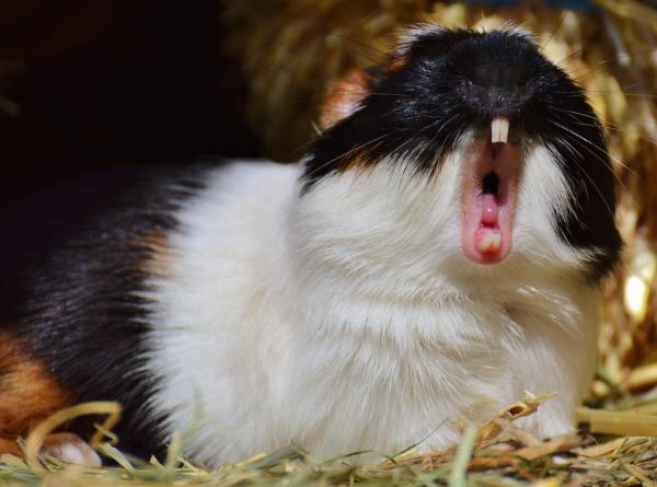 Sonidos De Cobaya Y Su Significado