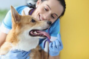 Teofilina Para Perros: Dosis, Usos Y Efectos Secundarios