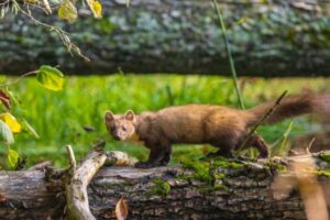 Tipos De Mustélidos: Ejemplos De Especies De Mustélidos