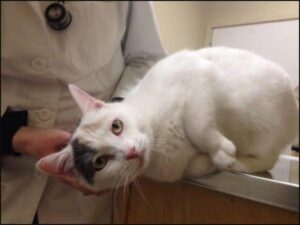 Tipos De Problemas Neurológicos en Gatos