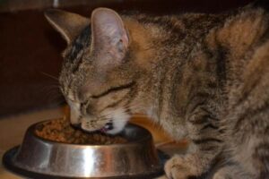 Tipos De Tazones Y Comederos Para Comida Para Gatos