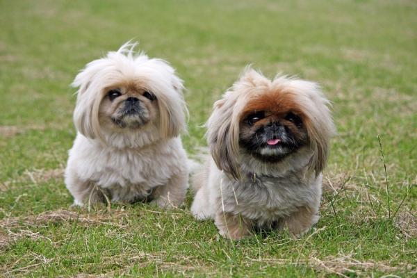 Todo Sobre El Perro Pequinés