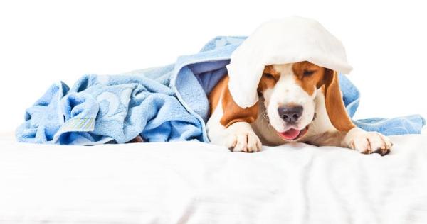 Traqueítis en Perros: Síntomas, Causas Y Tratamiento
