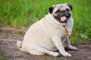 Tratamiento Del Lipoma en Perros: Eliminación De Tumores Grasos