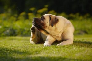 Usos Del Aceite De árbol De Té Para Perros