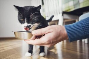 ¿cómo Eligen Los Gatos a Sus Humanos?