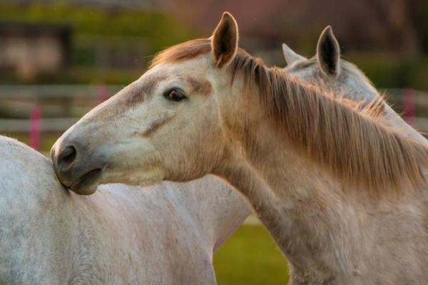 ¿cómo Se Aparean Los Caballos? Reproducción De Caballos