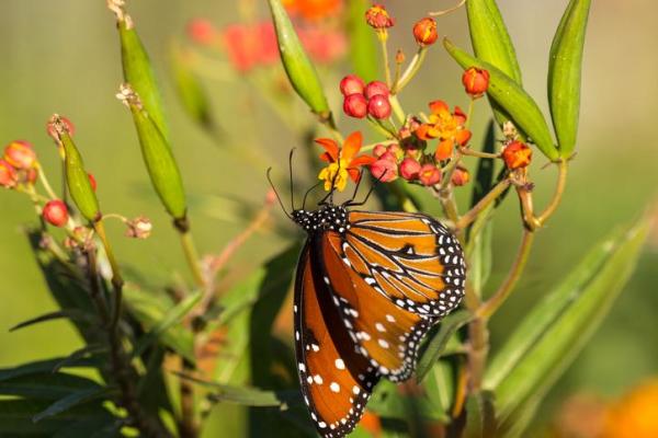 ¿cómo Se Reproducen Las Mariposas?