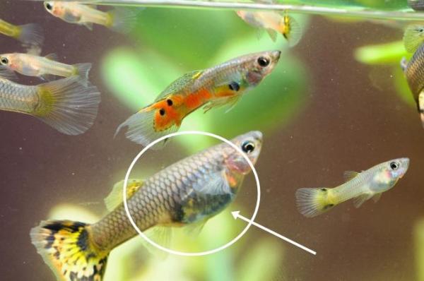 ¿cómo Se Reproducen Los Peces Guppy?