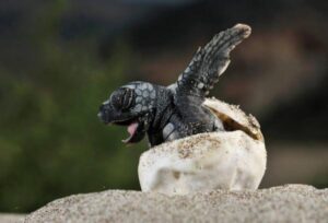 ¿cómo Se Reproducen Los Reptiles?