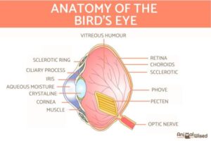 ¿cómo Ven El Mundo Los Pájaros?