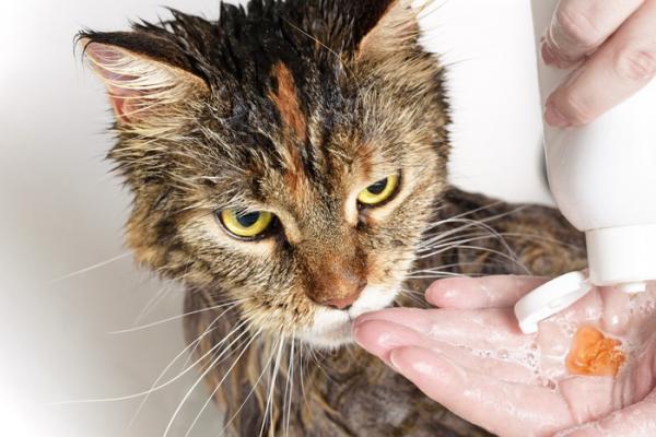 ¿con Qué Frecuencia Debo Bañar a Un Gato?