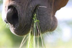 ¿cuál Es La Mejor Dieta Para Caballos?
