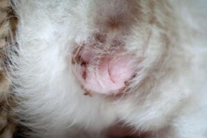 ¿cuándo Es El Mejor Momento Para Castrar a Un Gato?