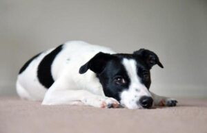 ¿cuánto Tiempo Puede Pasar Un Perro Sin Comer?