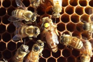 ¿cuánto Tiempo Vive Una Abeja?