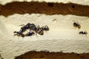¿cuánto Tiempo Viven Las Hormigas?