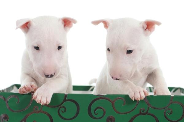 ¿cuántos Cachorros Puede Tener Un Bull Terrier? Consejos Sobre La