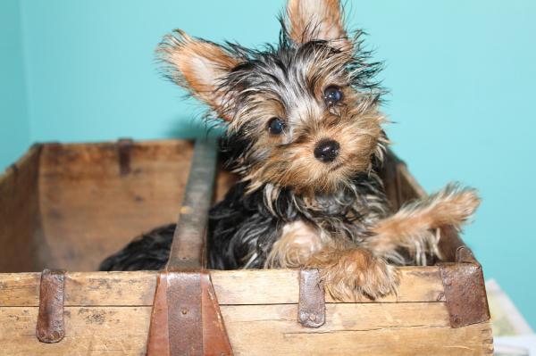 ¿cuántos Cachorros Puede Tener Un Yorkie?