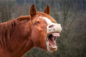 ¿cuántos Dientes Tienen Los Caballos?