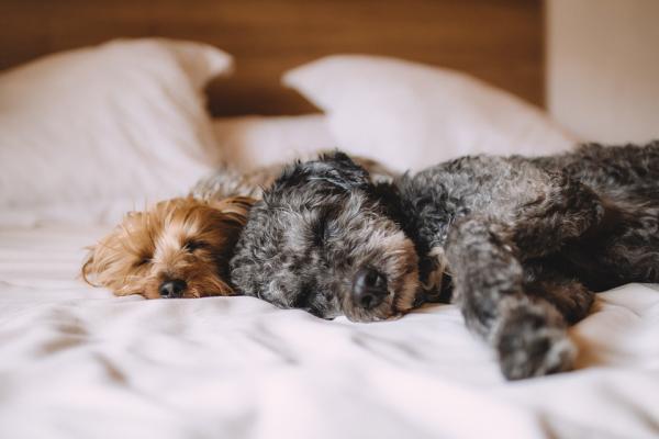 ¿dónde Debe Dormir Un Cachorro La Primera Noche?