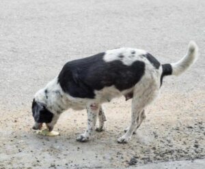 ¿el Epazote Es Venenoso Para Los Perros?