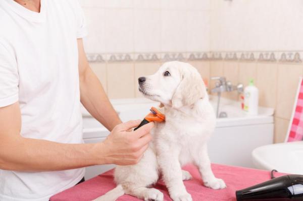 ¿es Malo Cortar El Pelo a Los Perros en Verano?