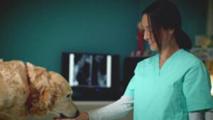 ¿es Necesaria La Desparasitación Para Los Perros?