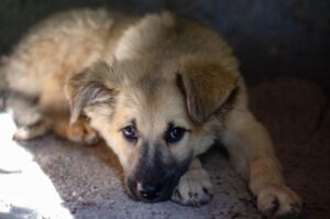 ¿es Segura La Loción De Calamina Para Perros?
