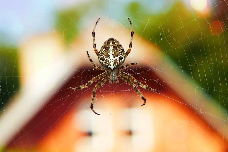 ¿las Arañas Comen Hormigas? – Algunos Lo Hacen... Pero No