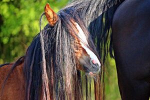¿los Caballos Entran en Celo? Ciclo De Calor De