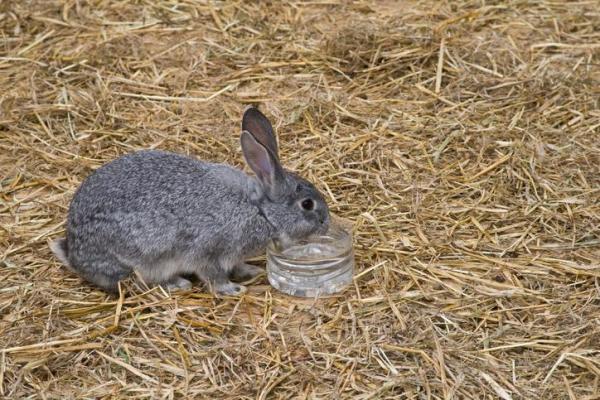 ¿los Conejos Beben Agua?