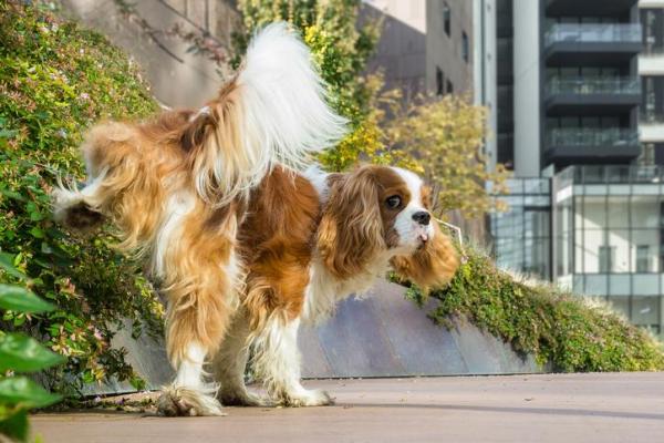 ¿mi Perro Macho Está en Celo? Madurez Sexual en