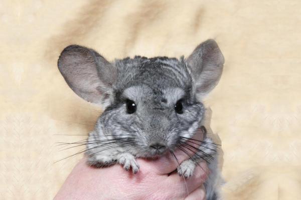 ¿muerden Las Chinchillas?