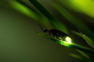 ¿por Qué Se Encienden Las Luciérnagas? Cómo Brillan Las
