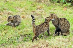 ¿por Qué Un Gato Mueve La Cola?