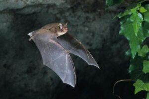 ¿por Qué Un Murciélago Es Un Mamífero Y No Un