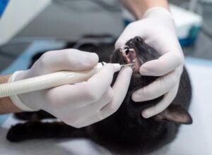 ¿puede El Gato Contraer Caries? Caries en Gatos, Síntomas