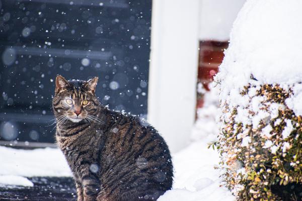 ¿puede Un Gato Morir Congelado? Consejos De Seguridad Para