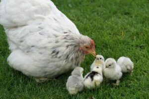 ¿pueden Las Gallinas Poner Huevos Sin Gallo?