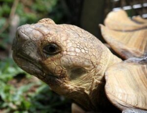 ¿pueden Las Tortugas Oír Sonidos?