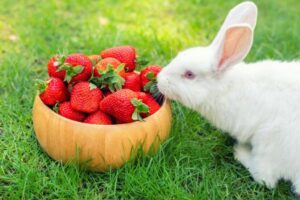 ¿pueden Los Conejos Comer Fresas?