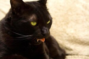 ¿pueden Los Gatos Comer Aguacate?