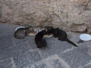¿pueden Los Gatos Comer Pasta?