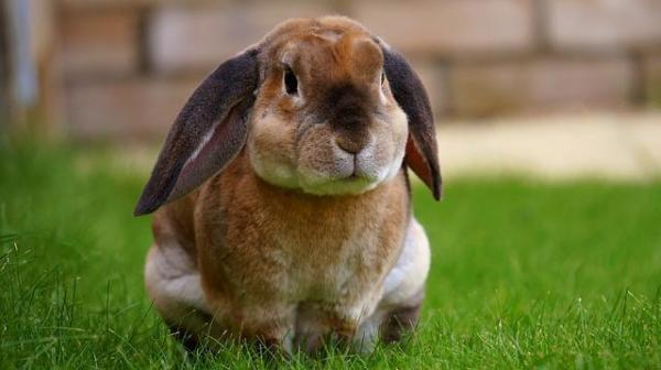 ¿puedo Bañar a Mi Conejo?