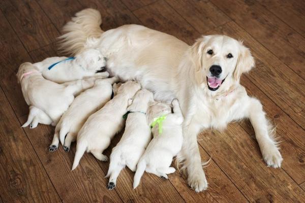 ¿puedo Bañar a Mi Perro Después De Dar a Luz?