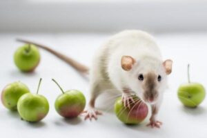 ¿qué Comen Las Ratas en La Naturaleza? Dieta Para