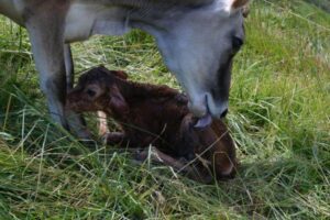 ¿qué Comen Las Vacas Además De Pasto?
