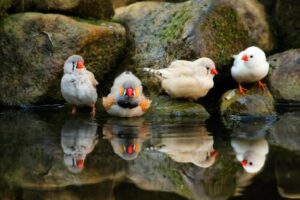 ¿qué Es La Depredación De Semillas en Las Aves?