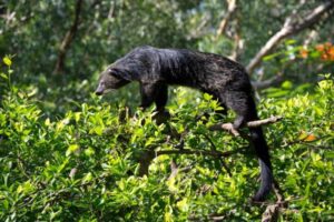 ¿qué Es Un Binturong? Características Del Gato Oso